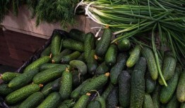 新黄瓜最新爆料新闻